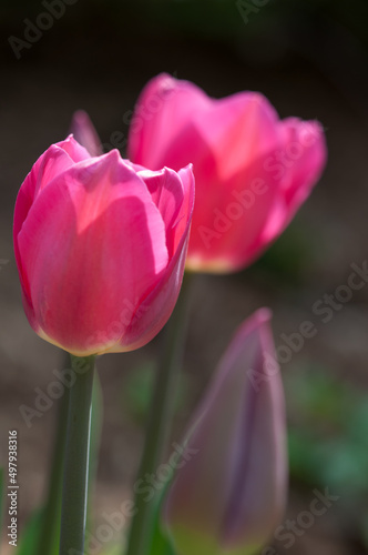 pink tulip flowers and bud on a darkish background