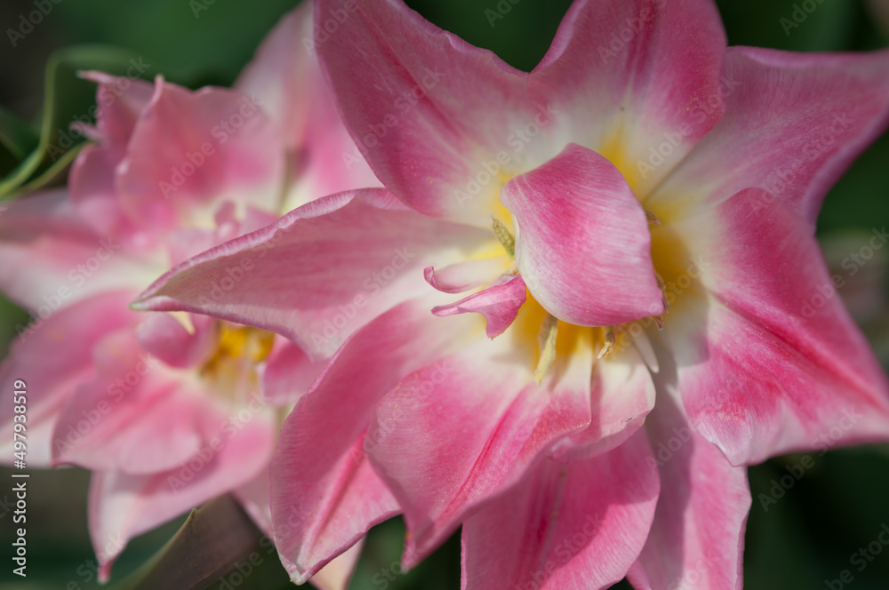 fancy double pink tulips viewed from above fancy double pink tulips viewed from above