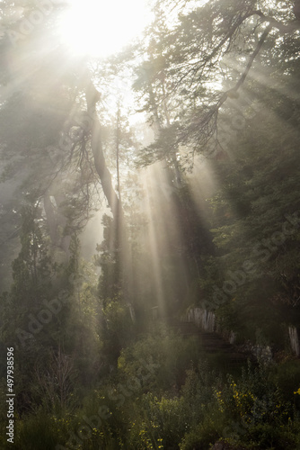rays of sun through fog in the forest