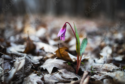 dogtooth violet or the dogs tooth violet, late winter or early spring plant in lily family with lilac flower and ovate or lanceolate leaf, white bulb, latin Erythronium dens canis