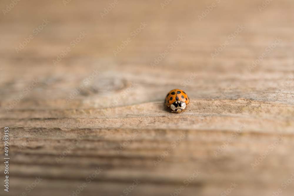 ladybird or bug isolated on a wooden surface ladybird or bug isolated on a wooden surface