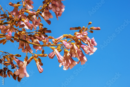 Spring flowers. Branches of Paulownia tomentosa tree with beautiful pink flowers against  blue sky photo