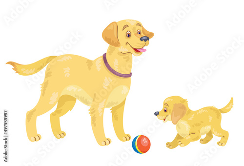 Adult golden retriever and funny puppy playing with a ball. In cartoon style. Isolated on white background. Vector flat illustration.