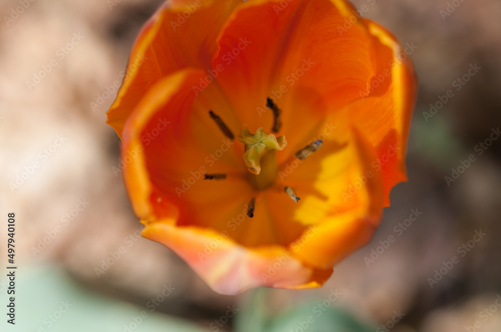 close up of an orange tulip - top view close up of an orange tulip - top view