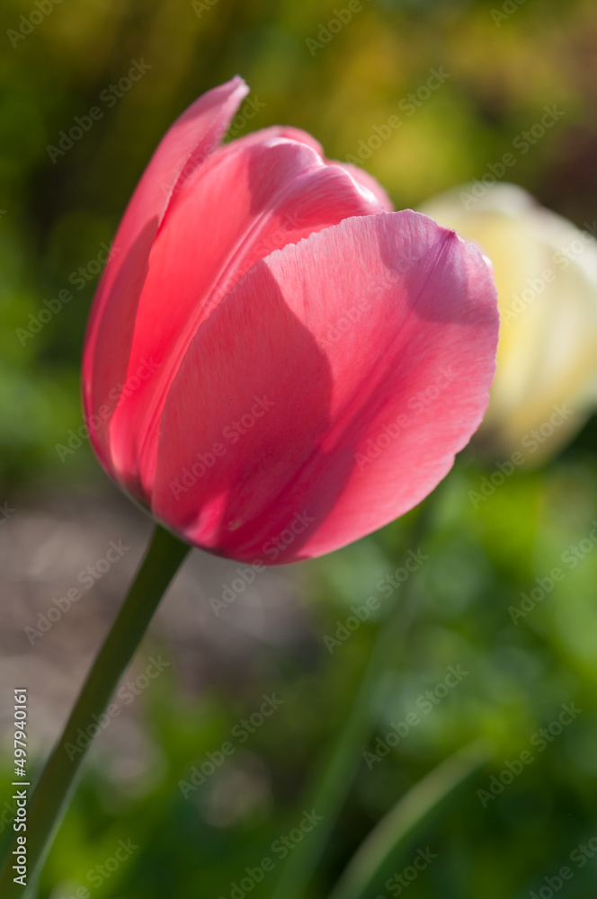 pink tulip partly backlit by the sun in the garden