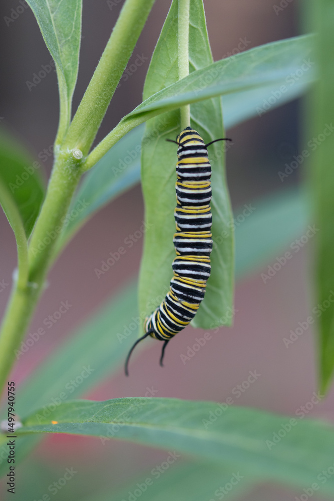 caterpillar having a snack