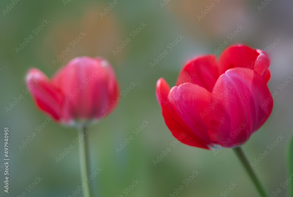 Red tulips in spring with green lawn 