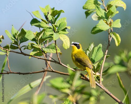 Pretty scenery of a Masked Yellowthroat warbler, Geothlypis aequinoctialis, bird perched in a tree in the morning sunlight. photo