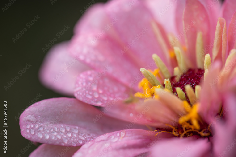 water droplets on flower petals in the morning ,select focus.