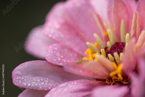 water droplets on flower petals in the morning  select focus.