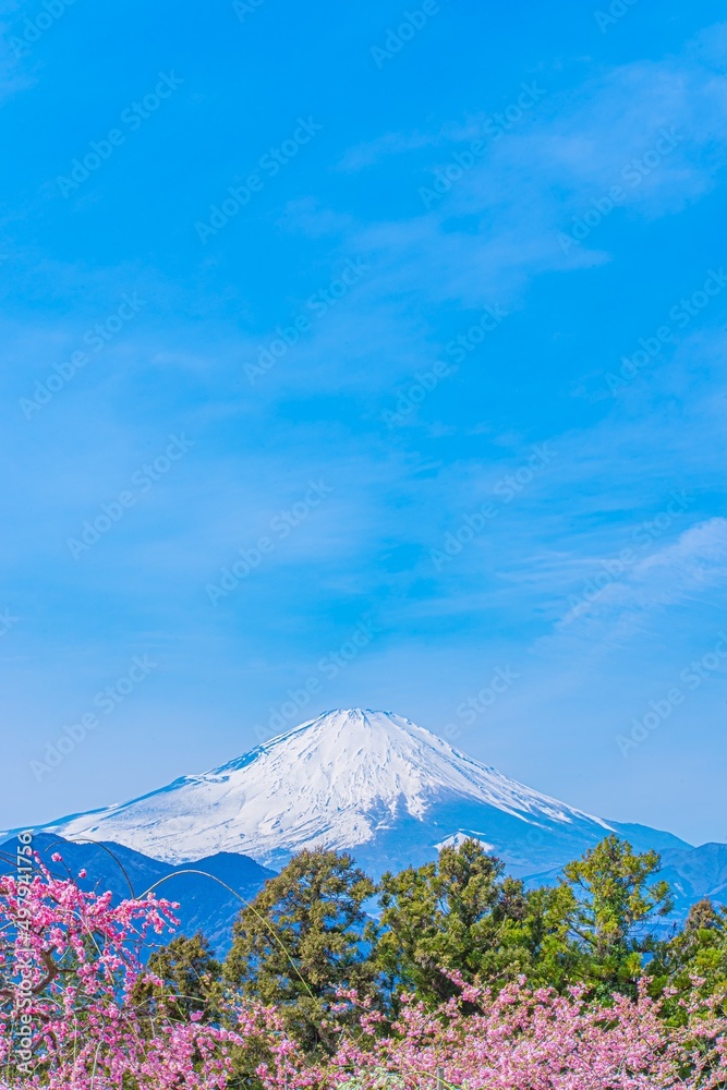 満開の桜と富士山のある風景が絶景