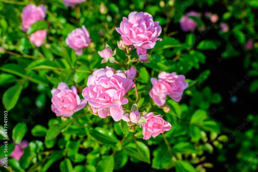 Large green bush with many fresh vivid pink roses and green leaves in a garden in a sunny summer day, beautiful outdoor floral background photographed with soft focus. Large green bush with many fresh vivid pink roses and green leaves in a garden in a sunny summer day, beautiful outdoor floral background photographed with soft focus.