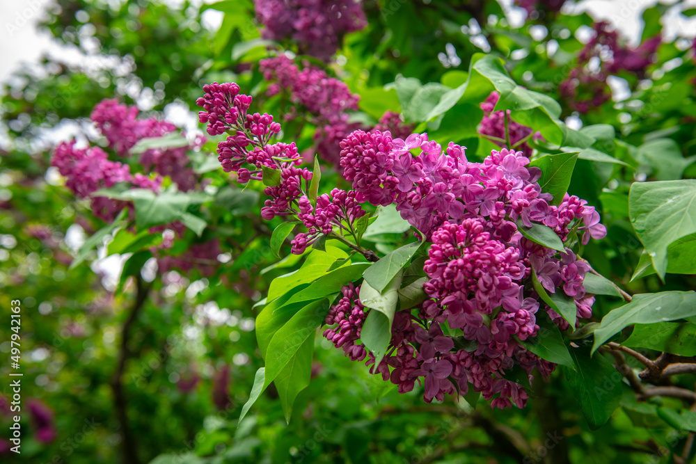 Lilac garden trees under the rain nature spring time with free space text Lilac garden trees under the rain nature spring time with free space text