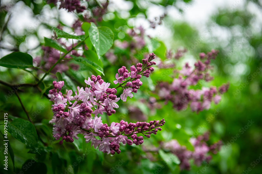 Lilac garden trees under the rain nature spring time with free space text Lilac garden trees under the rain nature spring time with free space text