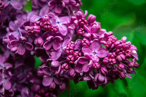 Lilac garden trees under the rain nature spring time with free space text