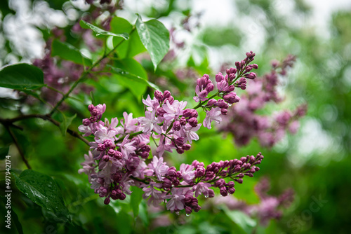 Lilac garden trees under the rain nature spring time with free space text