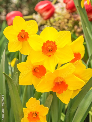 Fototapeta Naklejka Na Ścianę i Meble -  Bright yellow sunny spring daffodils