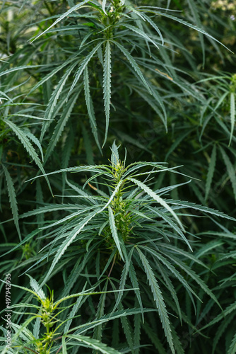 Branch of cannabis and marijuana. Ganja, hemp beautiful tree.