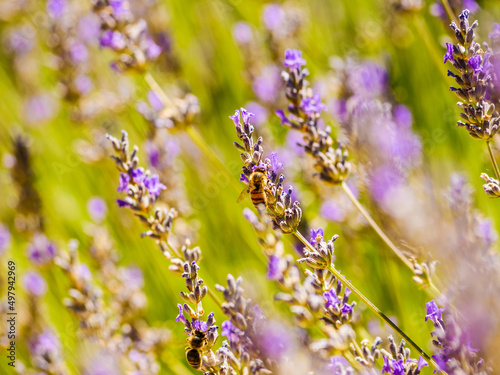 Lavender flower with bee, Provence France