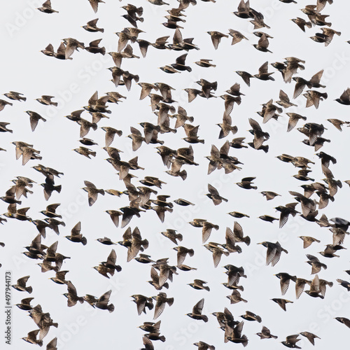 European Starling © Risto