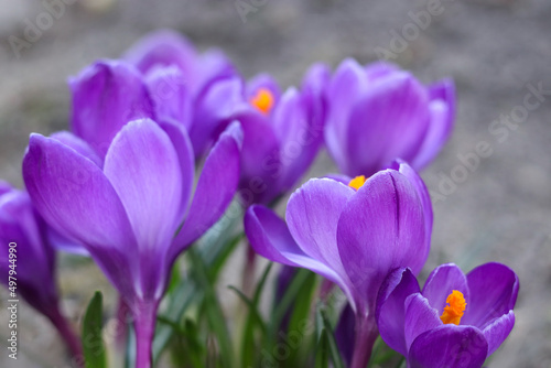 Crocus Purple spring flower with copy space for text. Crocus Iridaceae. Spring background .Purple Crocus flowers. Violet Crocus. Beautiful first spring flowers Crocuses bloom in Spring .