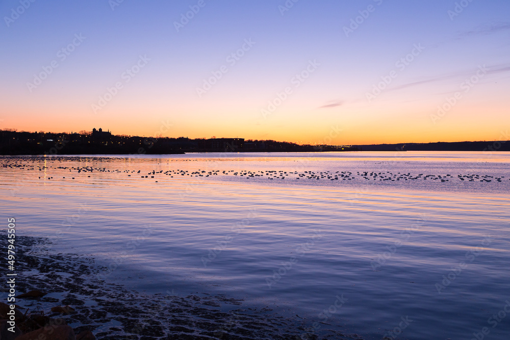 Dawn view of snow geese in silhouette floating on the St. Lawrence River during their spring migration, with the Island of Orleans in the background, Quebec, Canada