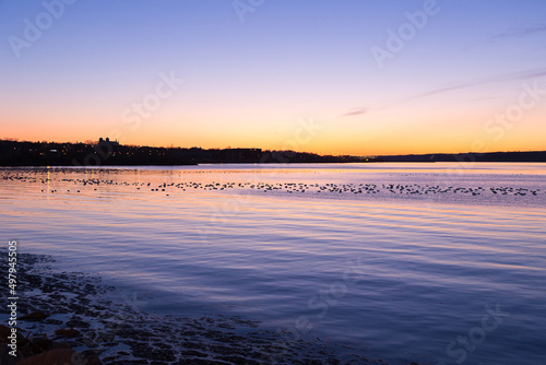 Dawn view of snow geese in silhouette floating on the St. Lawrence River during their spring migration, with the Island of Orleans in the background, Quebec, Canada