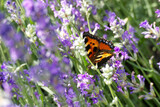 Small tortoiseshell butterfly (Aglais urticae) with open wings perched on lavender plant in Zurich, Switzerland