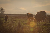 Highland cows at sunset - Bos taurus