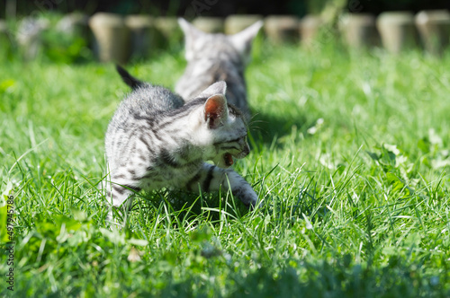 Miauendes Bengal Kätzchen auf der Wiese photo