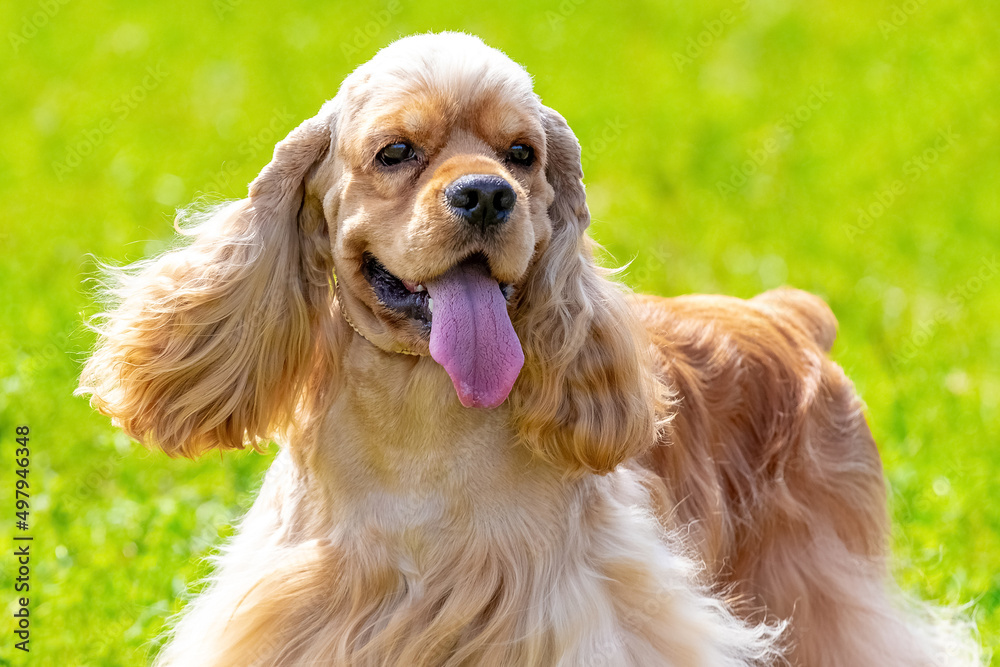 Cocker spaniel dog close up on a background of green grass in sunny weather Cocker spaniel dog close up on a background of green grass in sunny weather