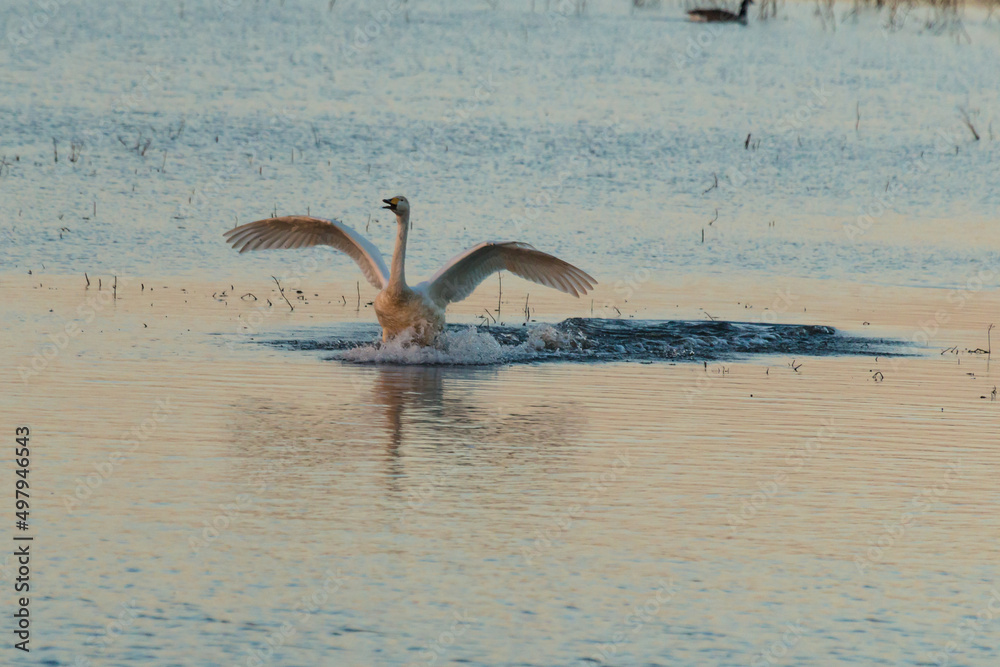 Fototapeta premium Whooper swan (Cygnus cygnus) landing on water