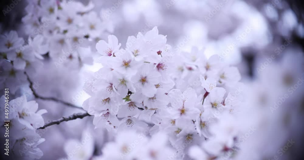 Cherry blossom at the park cloudy day closeup Cherry blossom at the park cloudy day closeup