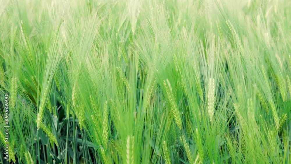 Young green wheat ears swaying in the wind Young green wheat ears swaying in the wind