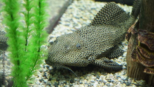 Close-up view of beautiful small spotted catfish floating on the bottom of aquarium near the green algae. Frame. Amazing underwater life photo