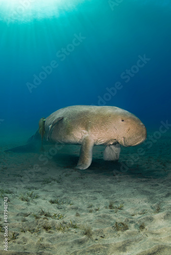 Diving with rare sea cow male in a Red Sea of Egypt