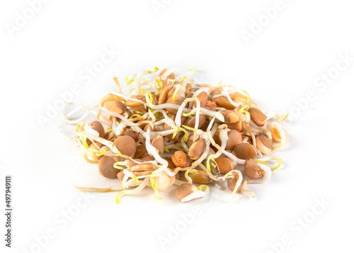 Bild auf Leinwand Lentil sprouts
