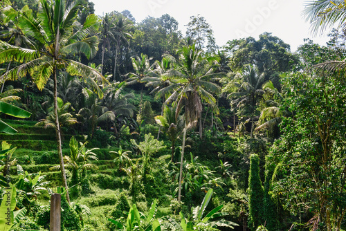 Rice field