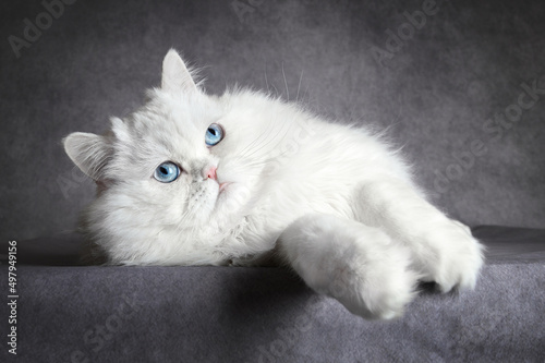 Canvas Print white scottish fold cat with blue eyes lying down on grey background