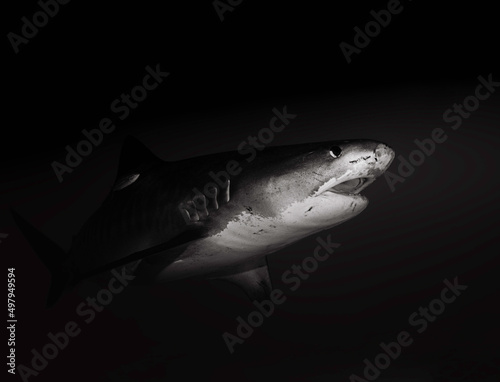 Dangerous tiger shark black and white 