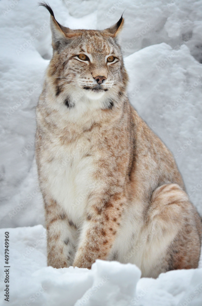 Obraz premium lynx in the snow