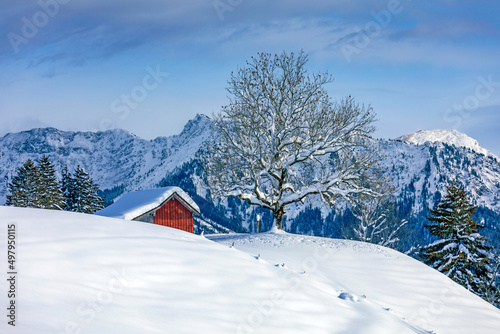 Winter - Allgäu - Alpen - Malerisch - Baum - Schnee - Panorama