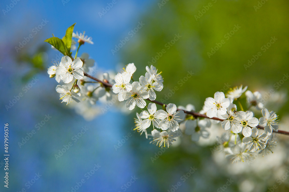 Bokeh flower Background. Cherry flowers on a branch. Spring background.