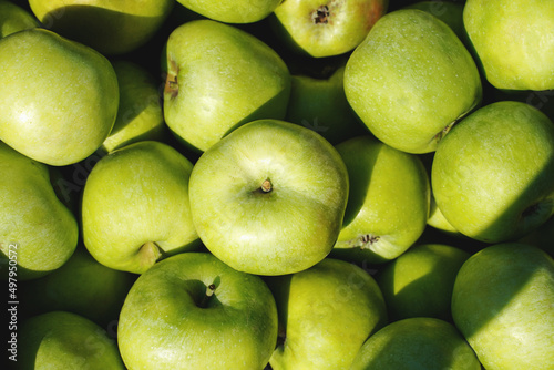 green apples background. new harvest. food texture. © Andrii