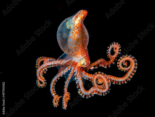 Small orange and gold octopus in a black water of night Red Sea