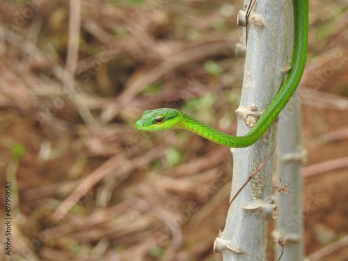 Eastern Parrot Snake