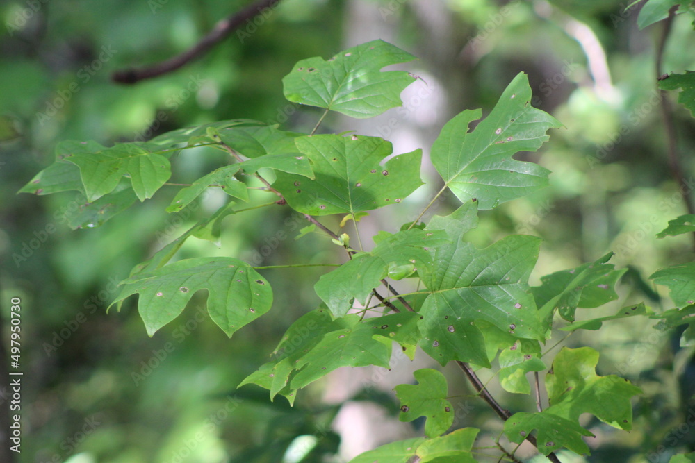 Leaves