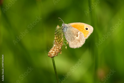 Yellof butterfly on a flower