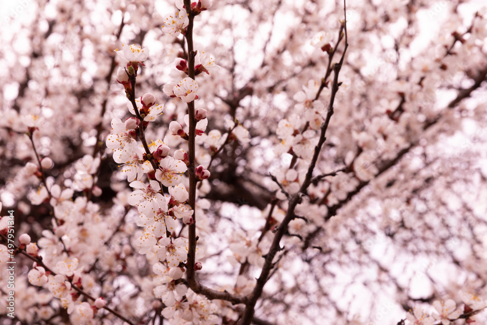 Beautiful branches of a flowering tree against a blue sky.Beautiful sakura flowers in the spring season in the park.texture of a floral pattern, natural background. Blossom trees. Macro. Beautiful branches of a flowering tree against a blue sky.Beautiful sakura flowers in the spring season in the park.texture of a floral pattern, natural background. Blossom trees. Macro.
