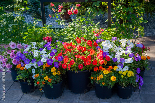 Multicolored bright flowers of petunias, marigolds and roses in pots. Sale of flowers. Flower pots in the store